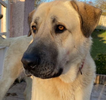 Un don pour Pacha ❤️