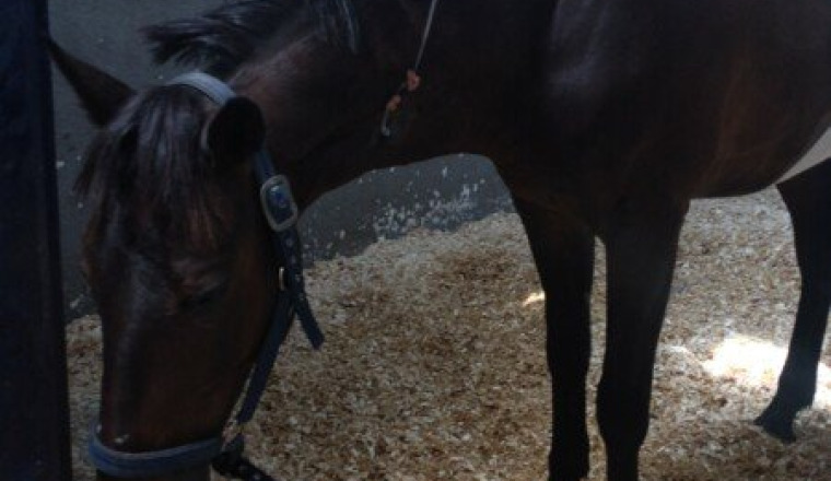 Espoir