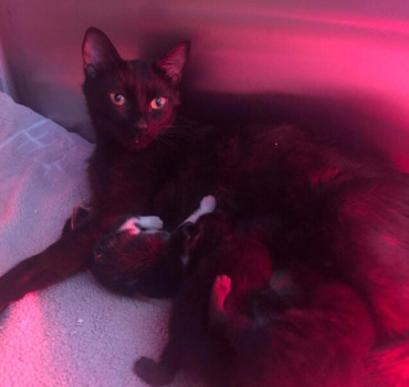 Pour donner une chance à Nina et ses petits !