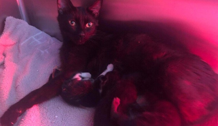 Pour donner une chance à Nina et ses petits !