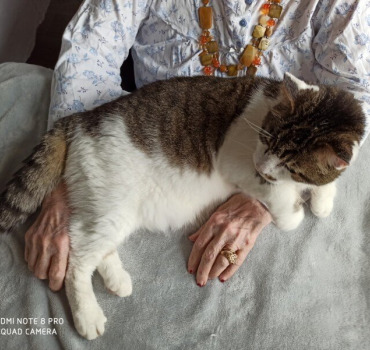 Oscar, chat médiateur avec gros souffle au coeur..