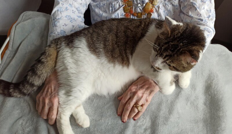 Oscar, chat médiateur avec gros souffle au coeur..