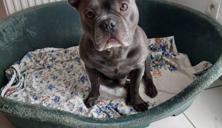 Aide pour Tyson