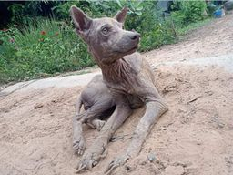 Image justificative de la cagnotte