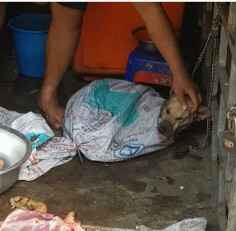 Image justificative de la cagnotte