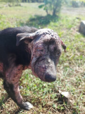 Image justificative de la cagnotte