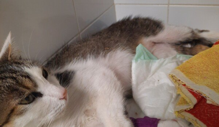 Coup de pouce pour Ninja 😺