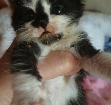 2 chatons malades