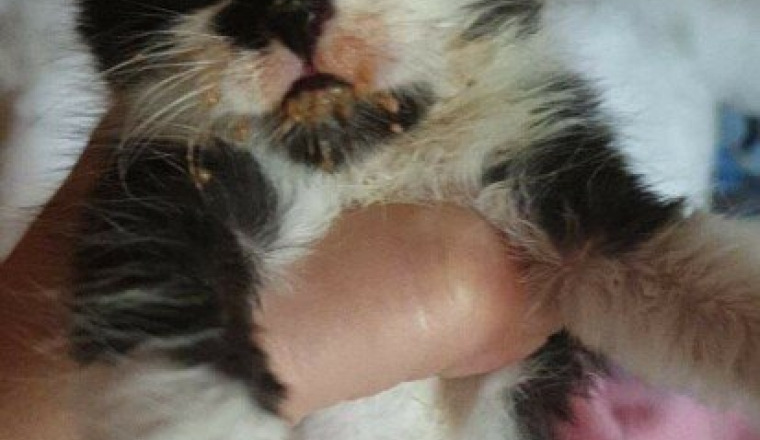 2 chatons malades