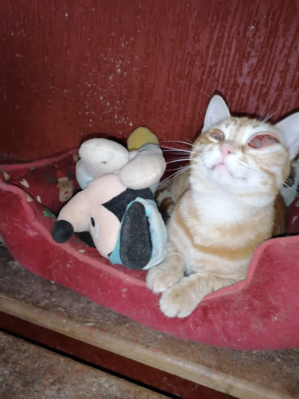Image justificative de la cagnotte