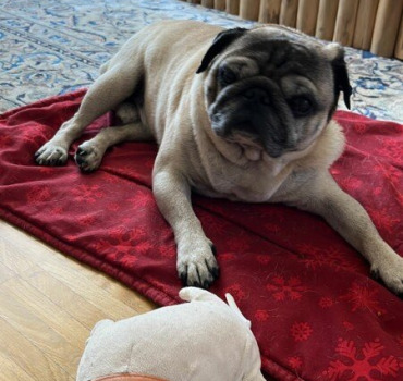 Opération de mon chien Paco