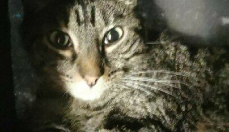 Mon chat a un problème neurologique inconnu