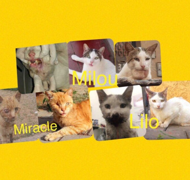 payer pension des chats sauvé