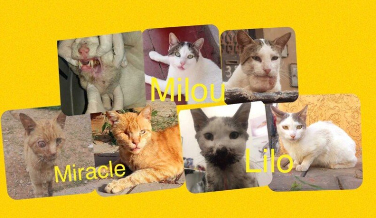 payer pension des chats sauvé