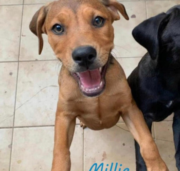 Chirurgie de Millie