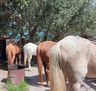 Ranch Petit Mas