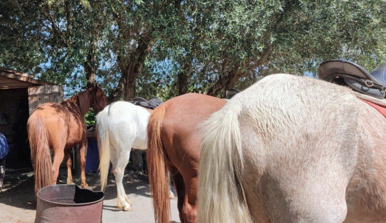 Ranch Petit Mas