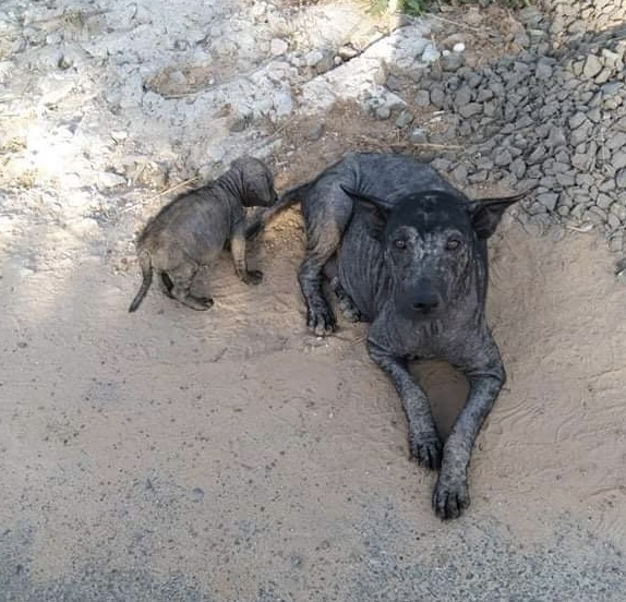 Image justificative de la cagnotte