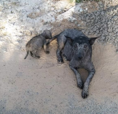 Image justificative de la cagnotte