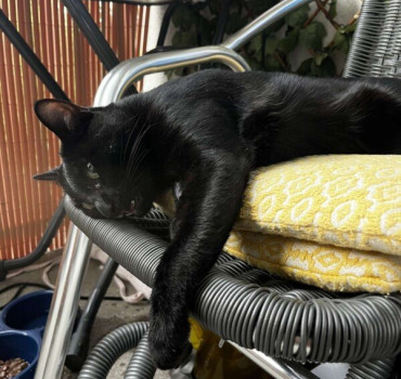 Mon chat est en train de mourir