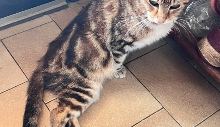 Neko