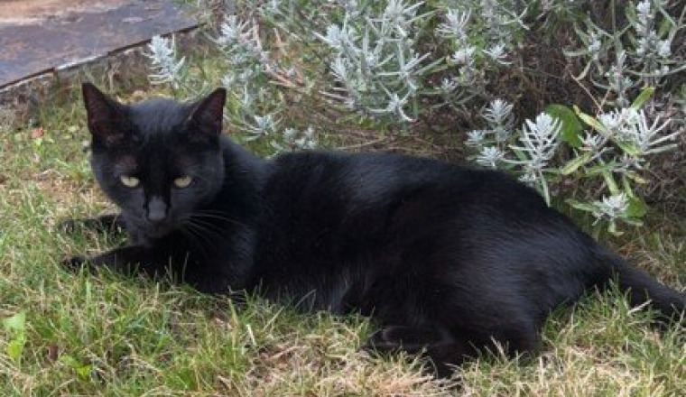 Frais hospitalier pour nala