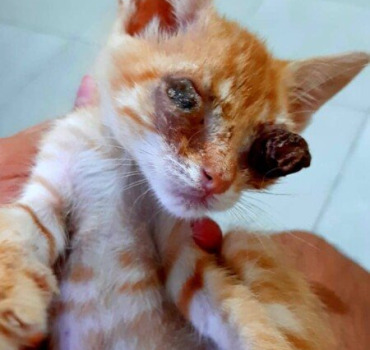 SAUVEZ CE CHATON DE LA MORT