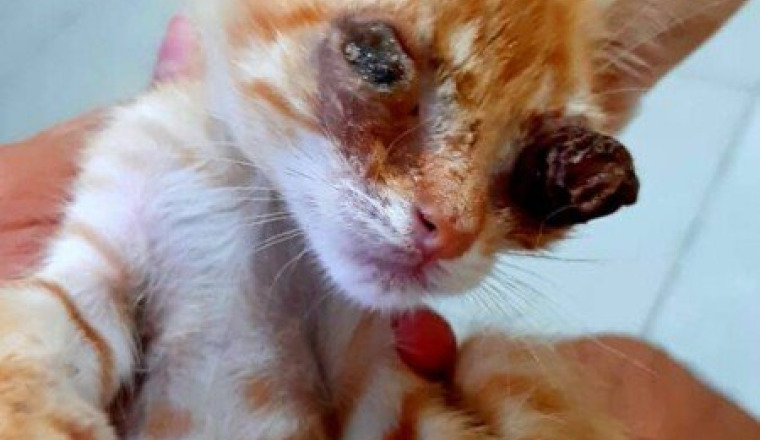 SAUVEZ CE CHATON DE LA MORT
