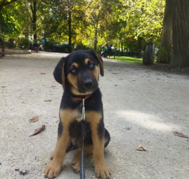 Sauvetage chiot - Oskaï
