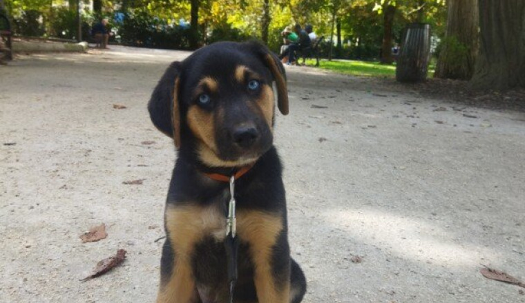 Sauvetage chiot - Oskaï