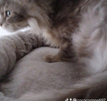 Stérilisation chatte négligence
