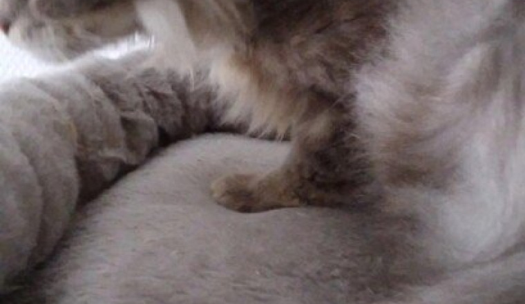 Stérilisation chatte négligence