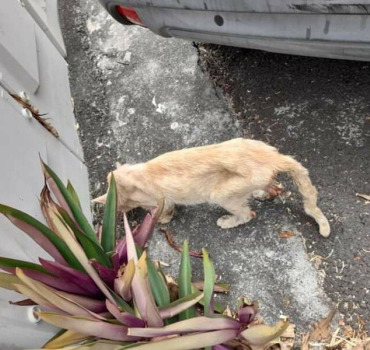 Chat en danger