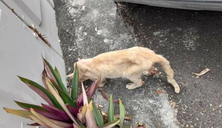Chat en danger