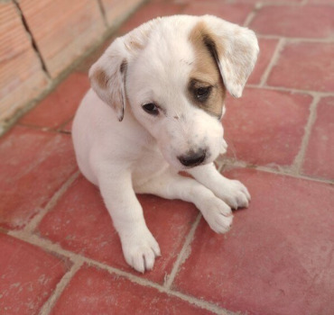 Des croquettes pour les chiens du Maroc