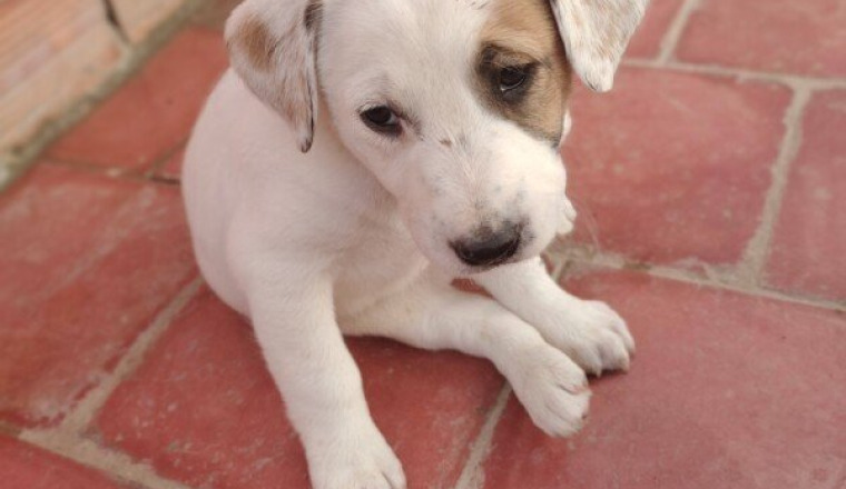 Des croquettes pour les chiens du Maroc