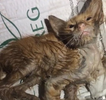 Aidons ce bébé chat blessé trouvé ds une poubelle😪