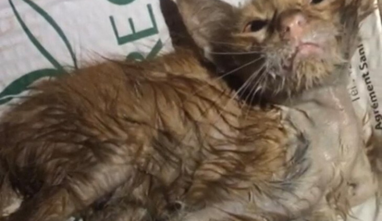 Aidons ce bébé chat blessé trouvé ds une poubelle😪