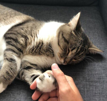 Élan de solidarité pour Simba 🐱