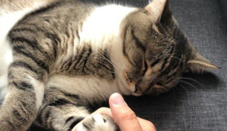 Élan de solidarité pour Simba 🐱