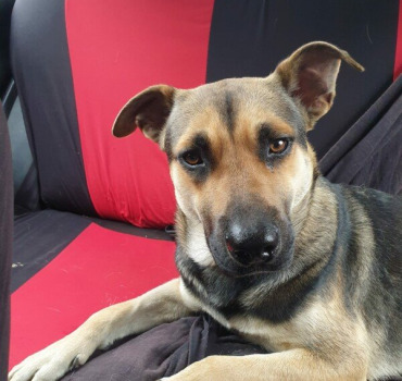 Une cagnotte pour le chien Bruno 974