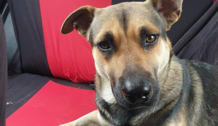 Une cagnotte pour le chien Bruno 974