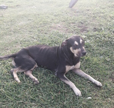 Aidons les chiens errants de Martinique.