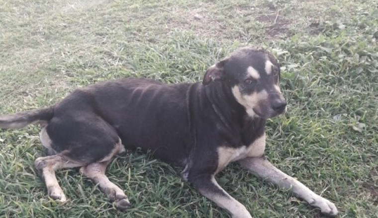 Aidons les chiens errants de Martinique.