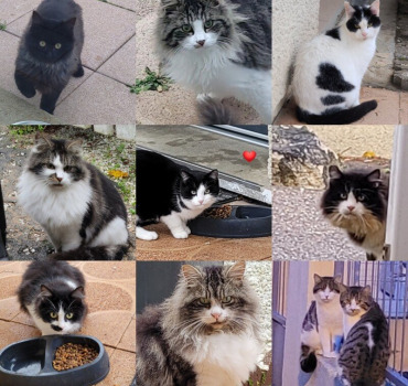SOS chats errants