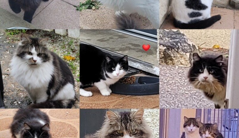 SOS chats errants
