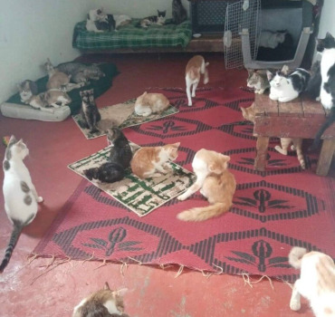Aide pour la nourriture et les soins des chats