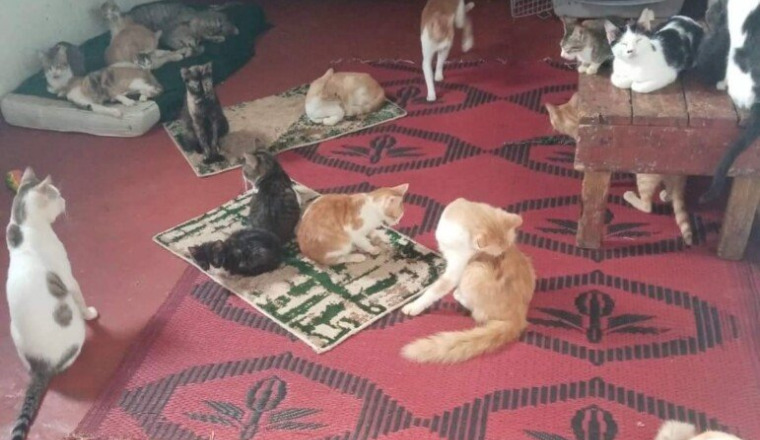 Aide pour la nourriture et les soins des chats