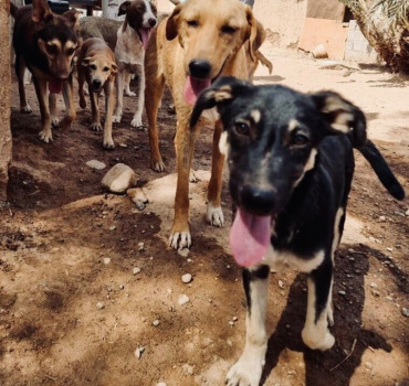 NOURRITURE BB ET 4 🐾 du RANCH BELDI