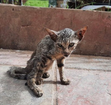 chat souffre du coryza